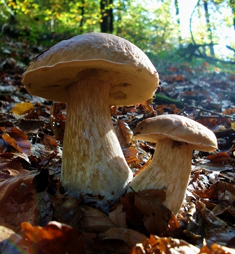 Funghi sloveni